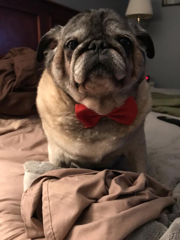 /images/uploads/pug nation rescue of los angeles/pugnation2020/entries/11709thumb.jpg